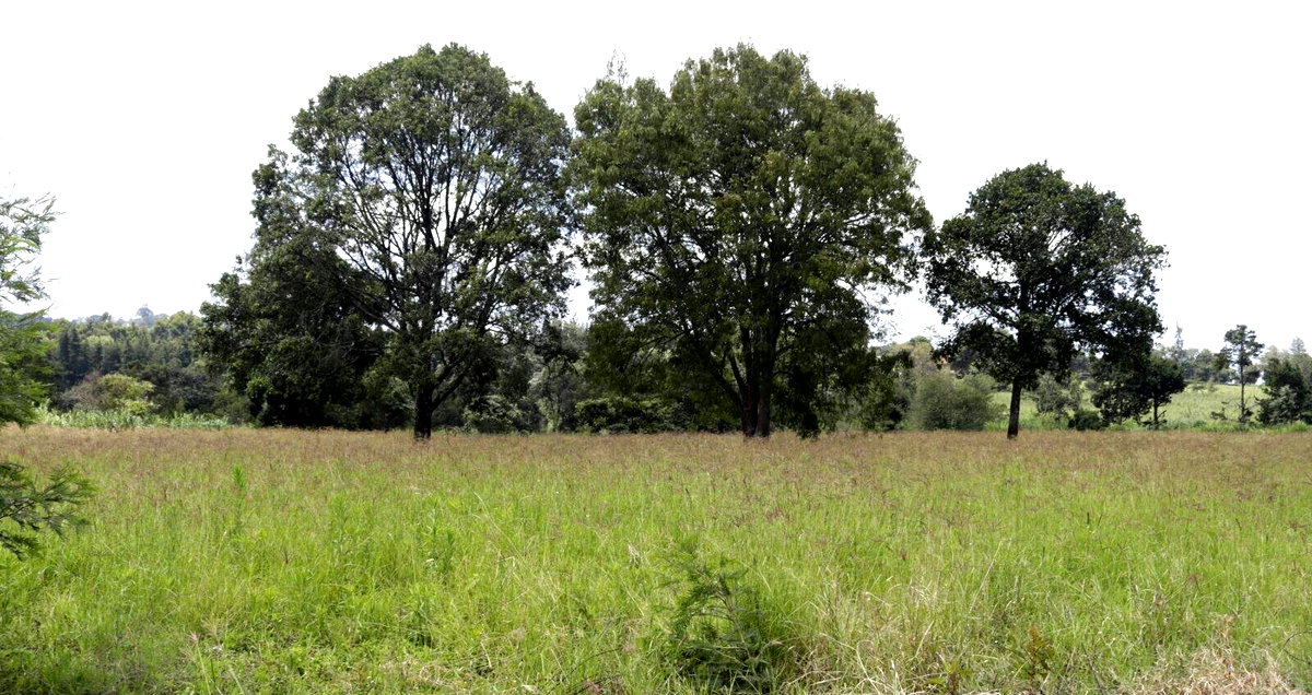 Half Acre Garden Land in Tigoni