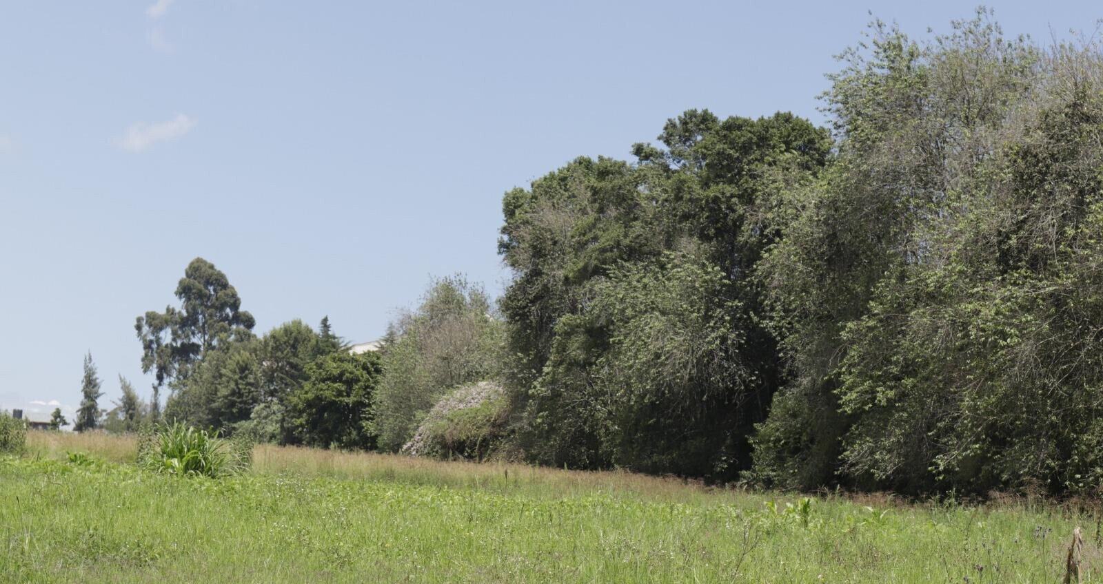 Half Acre Garden Land in Tigoni