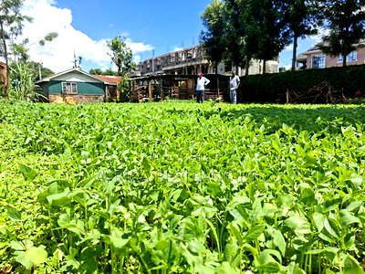 50x100 Available Plot for Sale in Gathiga Kabete - Image 2