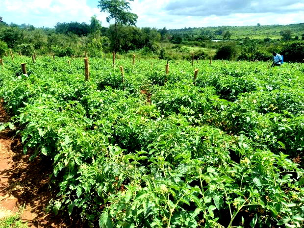 1 Acre for Sale at Maguguni