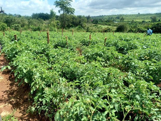 1 Acre for Sale at Maguguni