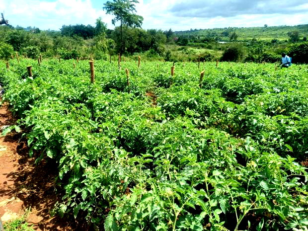 1 Acre for Sale at Maguguni