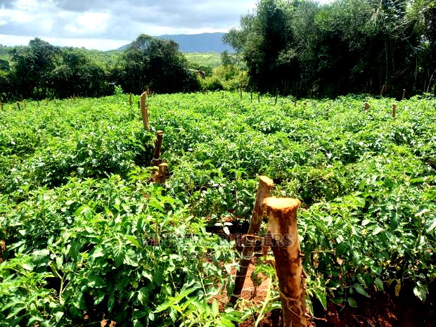 1 Acre for Sale at Maguguni