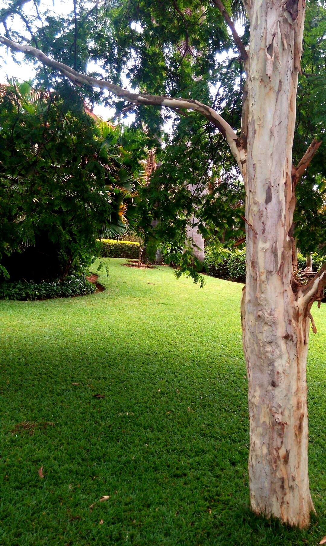 Half Acre Garden Plot in Kiambu CBD