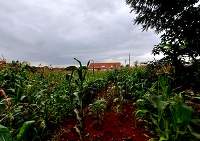 Pet Friendly Runda Plot at KSh 46M