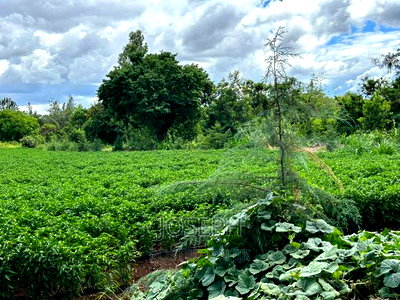 Sagana 7acres River Frontage Farm - Image 3