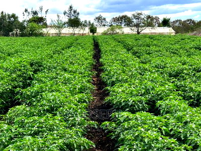 Sagana 7acres River Frontage Farm - Image 2