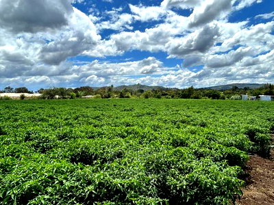 Sagana 7acres River Frontage Farm - Image 1