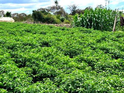 Sagana 7acres River Frontage Farm - Image 6