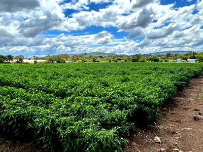 Sagana 7acres River Frontage Farm - Image 10