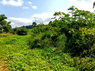 0.125 Ac Prime Land for Sale in Gikambura - Image 3