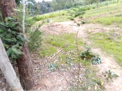 Very Prime Plots in Oljoroorok - Image 3