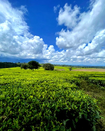 6-Acre Tea Plantation in Limuru