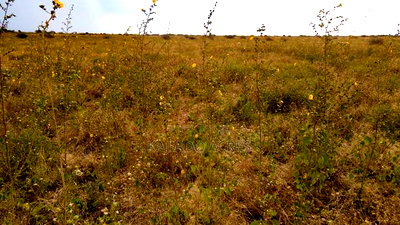 50 Acres Oloika at Per Acre - Image 6