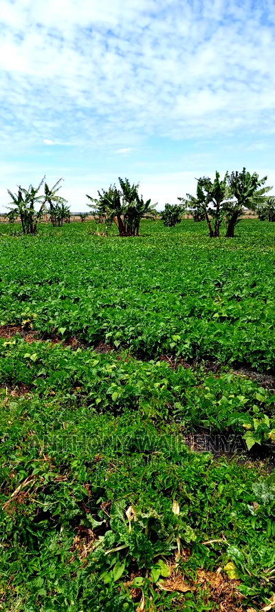 KITENGELA Isinya Paradise Project Size 50*100 - Image 2