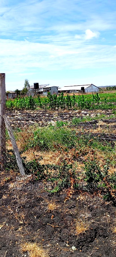 KITENGELA Isinya Paradise Project Size 50*100 - Image 3