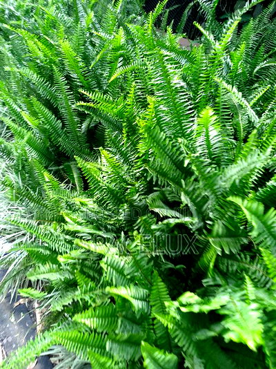 Upper Hill 2.5 Acres for Sale in Prime Location - Image 3