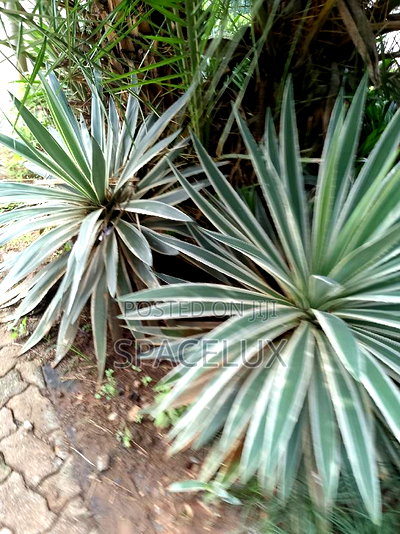 Upper Hill 2.5 Acres for Sale in Prime Location - Image 1