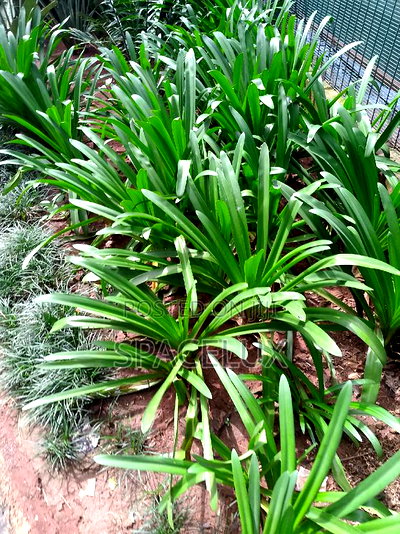 Upper Hill 2.5 Acres for Sale in Prime Location - Image 2