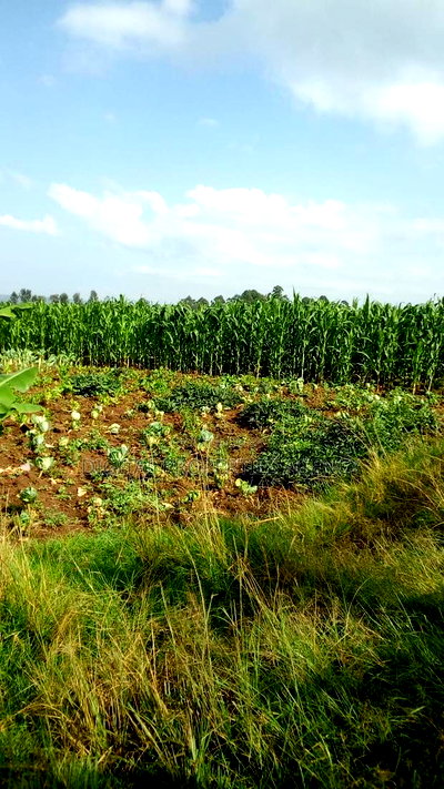 1 Acre Available for Sale in Nakuru Area of Bahati - Image 4