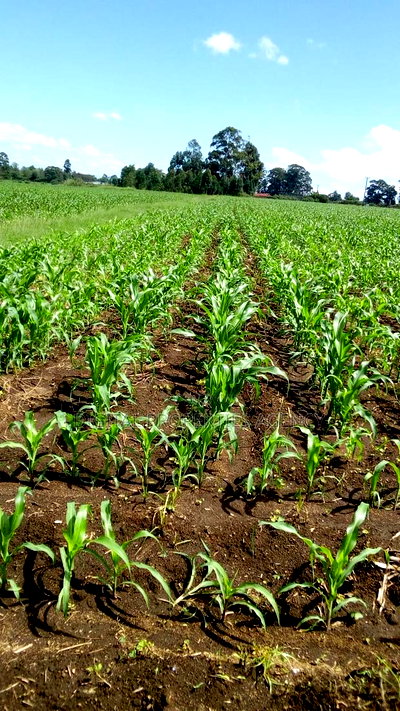 1 Acre Available for Sale in Nakuru Area of Bahati - Image 2