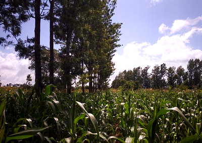 5-Acre Land at KSh 35M - Makuyu