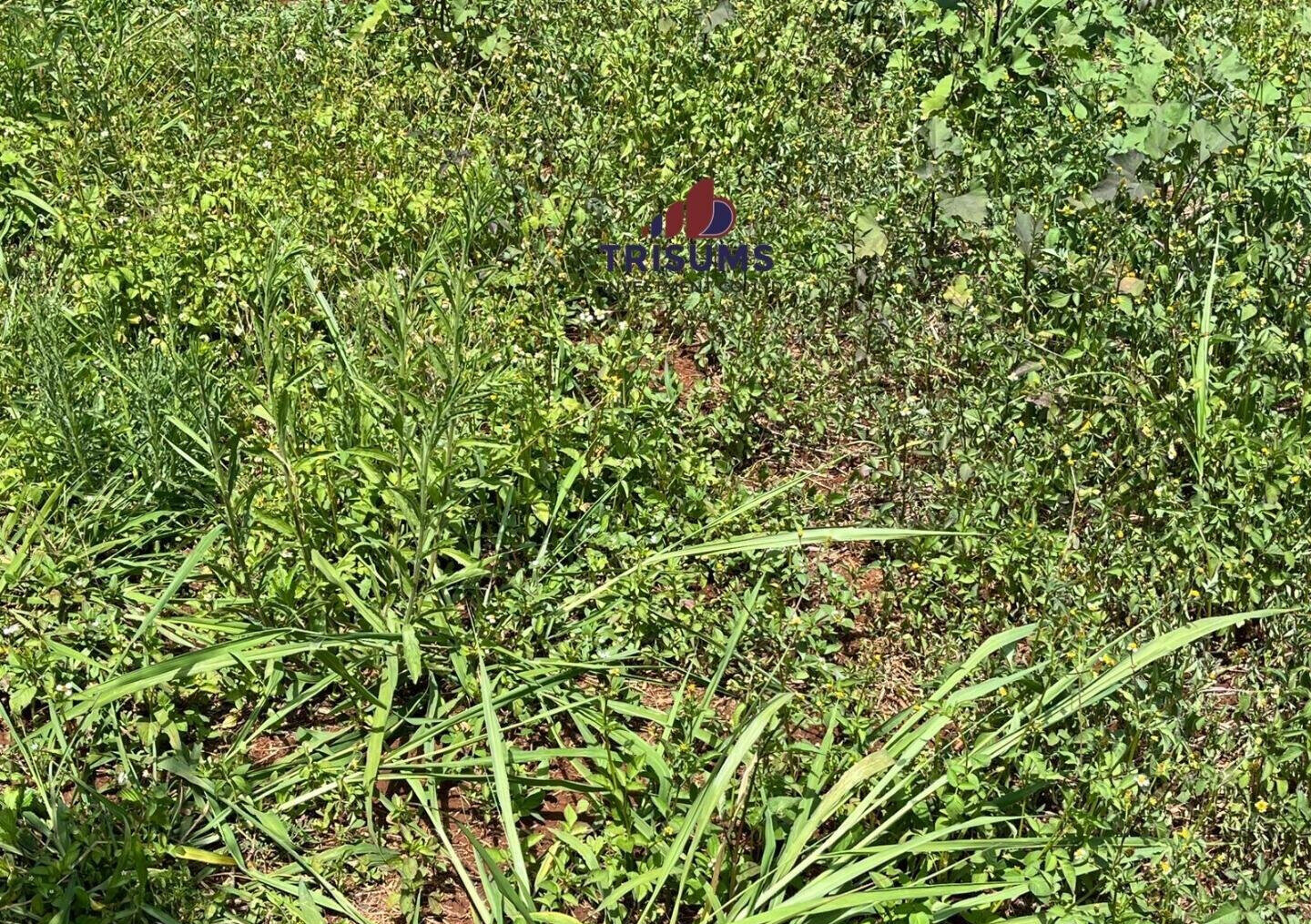 Half Acre Runda Gem at KSh 65M
