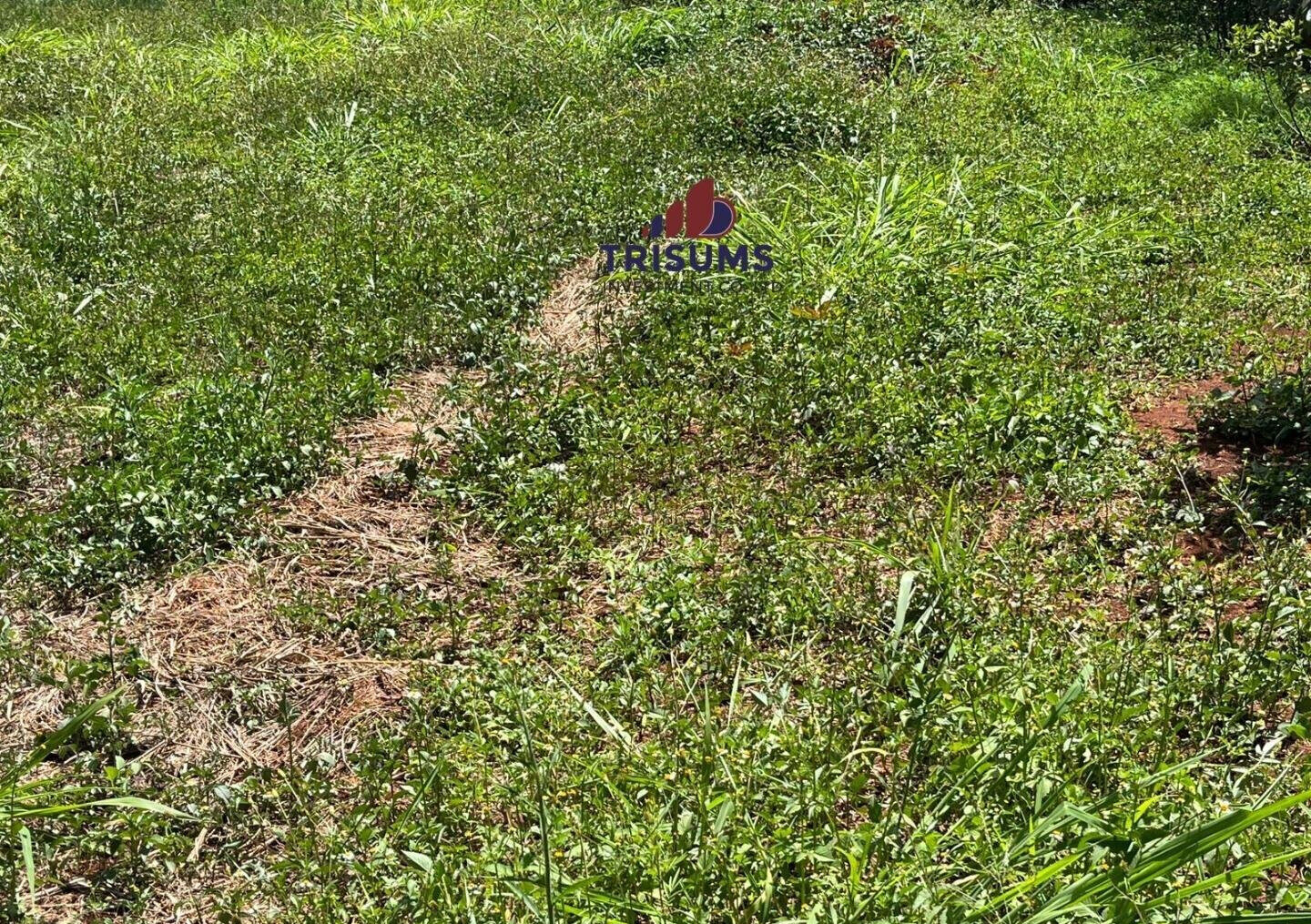Half Acre Runda Gem at KSh 65M