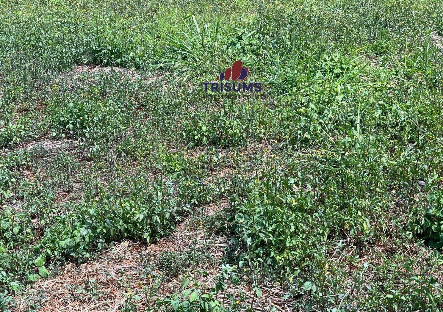 Half Acre Runda Gem at KSh 65M