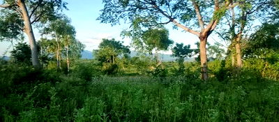 Embu County, Kiambere 5 Acres Agricultural Farmland - Image 6