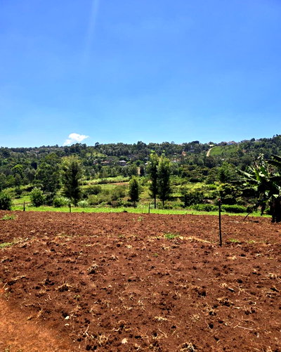 Quarter Acre Garden Plot