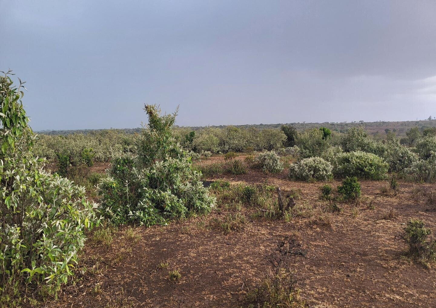 1/8 Acre Plot for KSh 375K in Narok