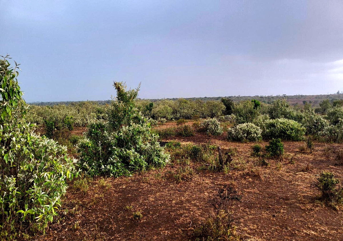 1/8 Acre Plot for KSh 375K in Narok