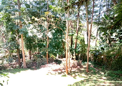 1 Acre Plot with Garden in Westlands
