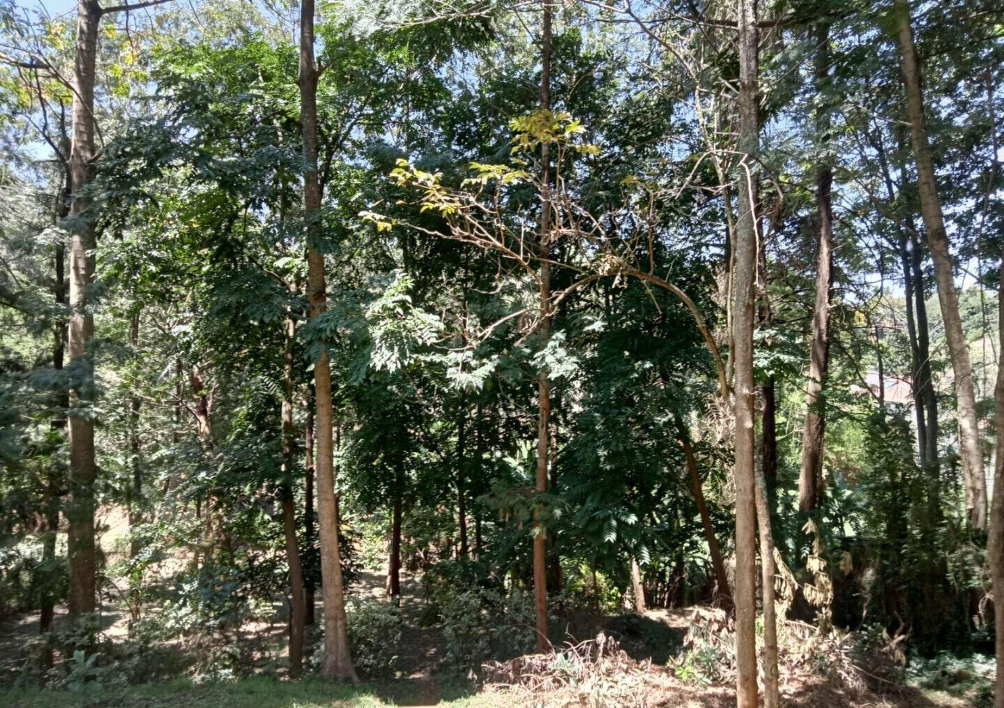 1 Acre Plot with Garden in Westlands