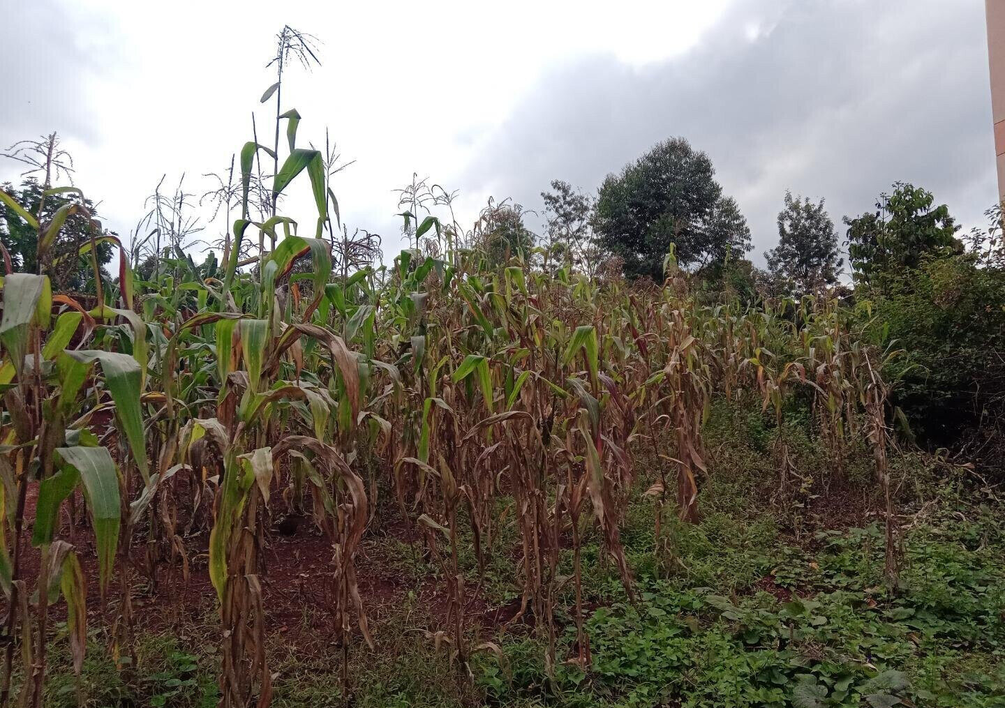 1/8 Acre Garden Plot with Parking at KSh 2.5M