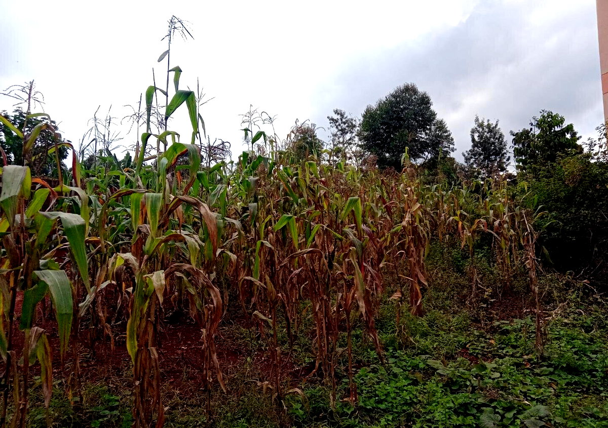 1/8 Acre Garden Plot with Parking at KSh 2.5M