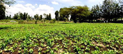 Plots for Sale in Ngong Matasia Merisho Road - Image 3