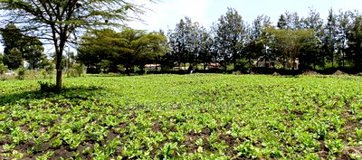 Plots for Sale in Ngong Matasia Merisho Road - Image 2