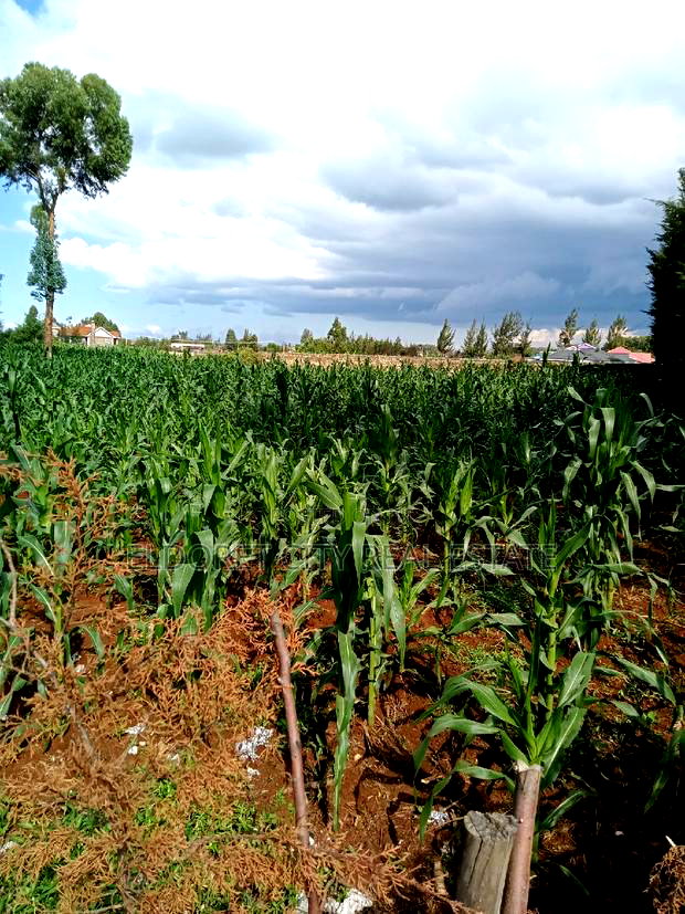 1/2 Acre Elgonview Upper Touching Tarmac