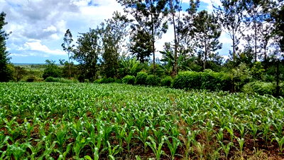 3 Acres for Sale in Sabasaba, Maragua. - Image 6