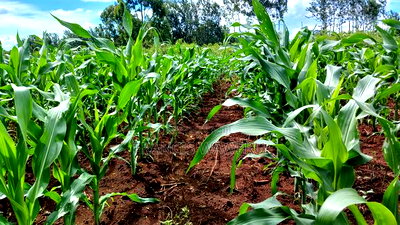 3 Acres for Sale in Sabasaba, Maragua. - Image 5