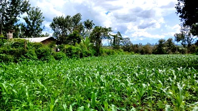 3 Acres for Sale in Sabasaba, Maragua. - Image 3