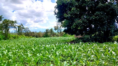 3 Acres for Sale in Sabasaba, Maragua. - Image 8