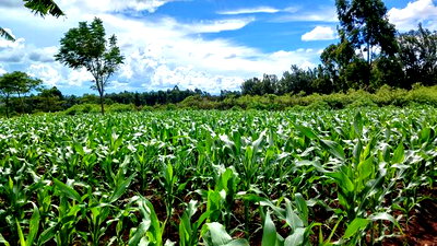 3 Acres for Sale in Sabasaba, Maragua. - Image 7