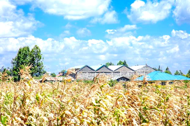 Prime Plot for Sale in Kikuyu, Kamangu.