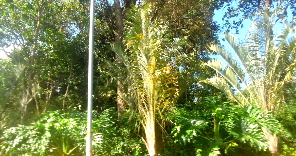 Half Acre Plot in Karen at KSh 55M