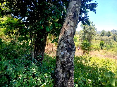 Prime 2.25 Acres Near Ankara Hotel, Lower Matasia - Image 3