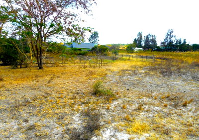 Quarter Acre Plot with Garden
