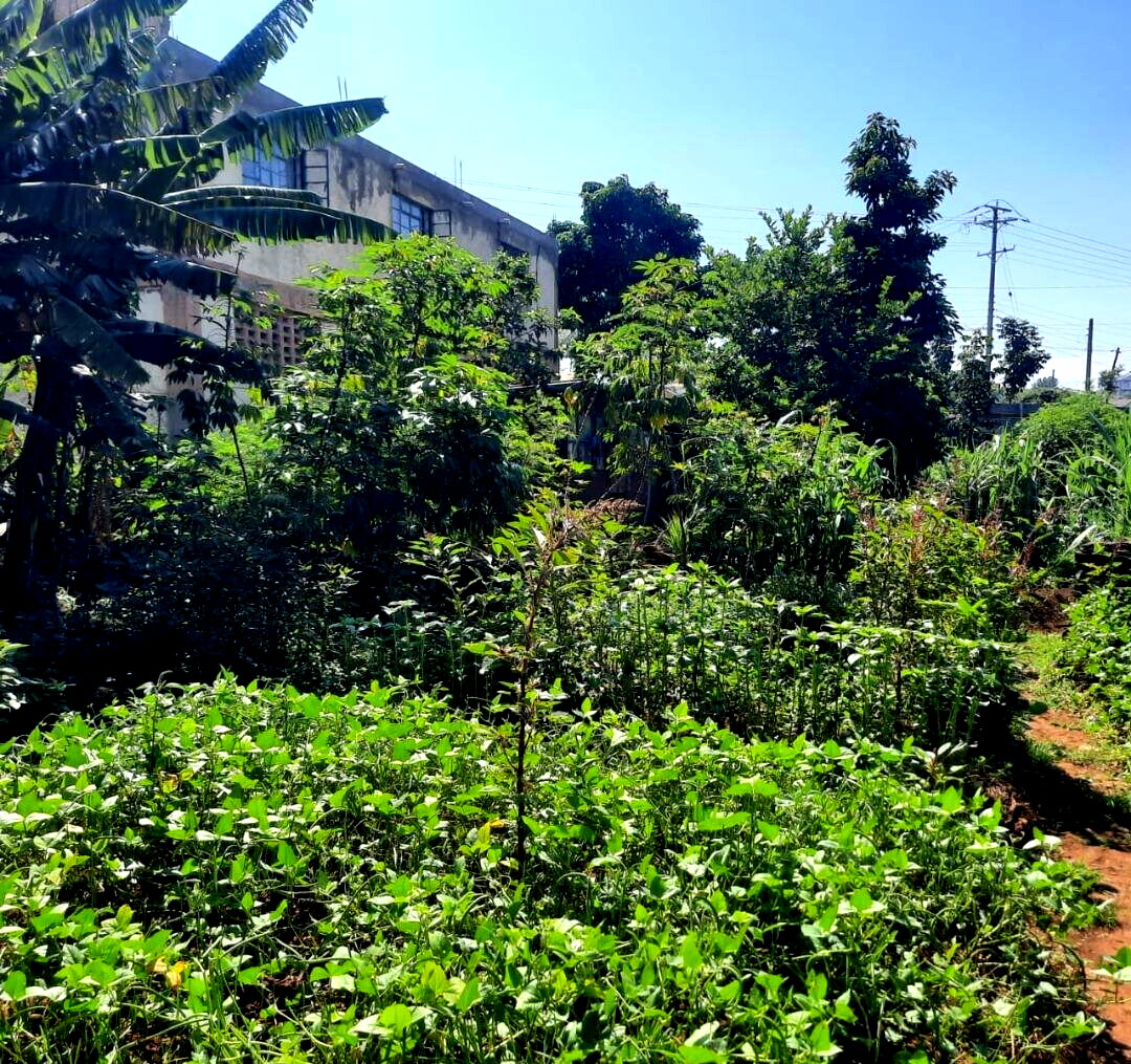 KSh 8M Quarter Acre Plot